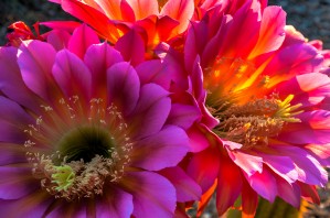 Pink and Orange